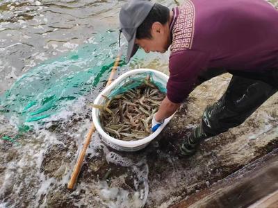 山東萬芝園食用菌科技南蝦越冬生產再獲豐收，趨勢資產管理助推國企高質量發展